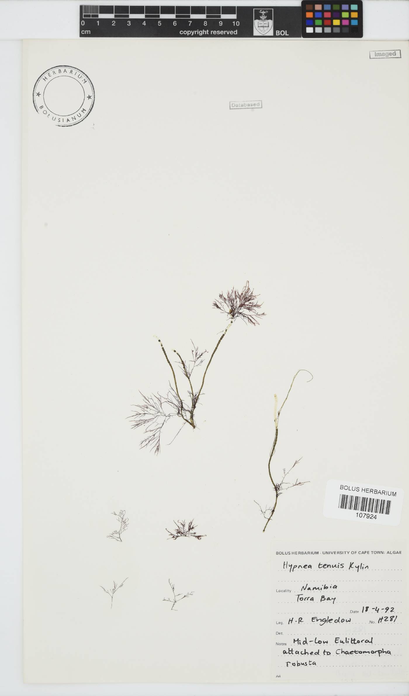 Hypnea tenuis image