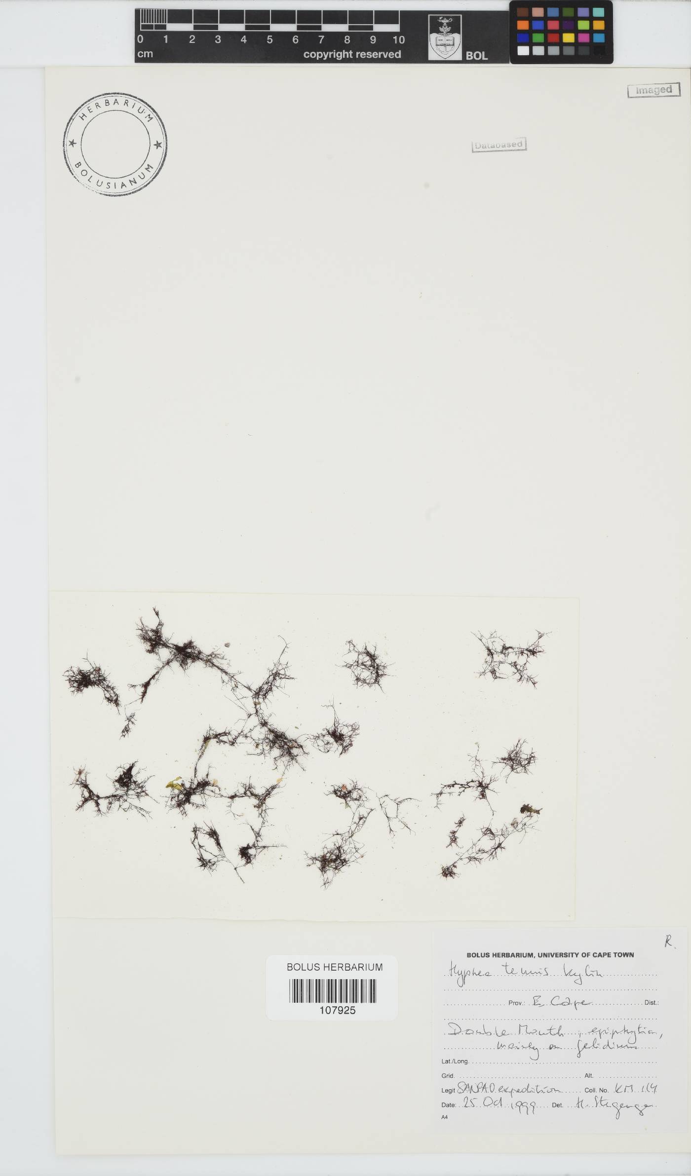 Hypnea tenuis image