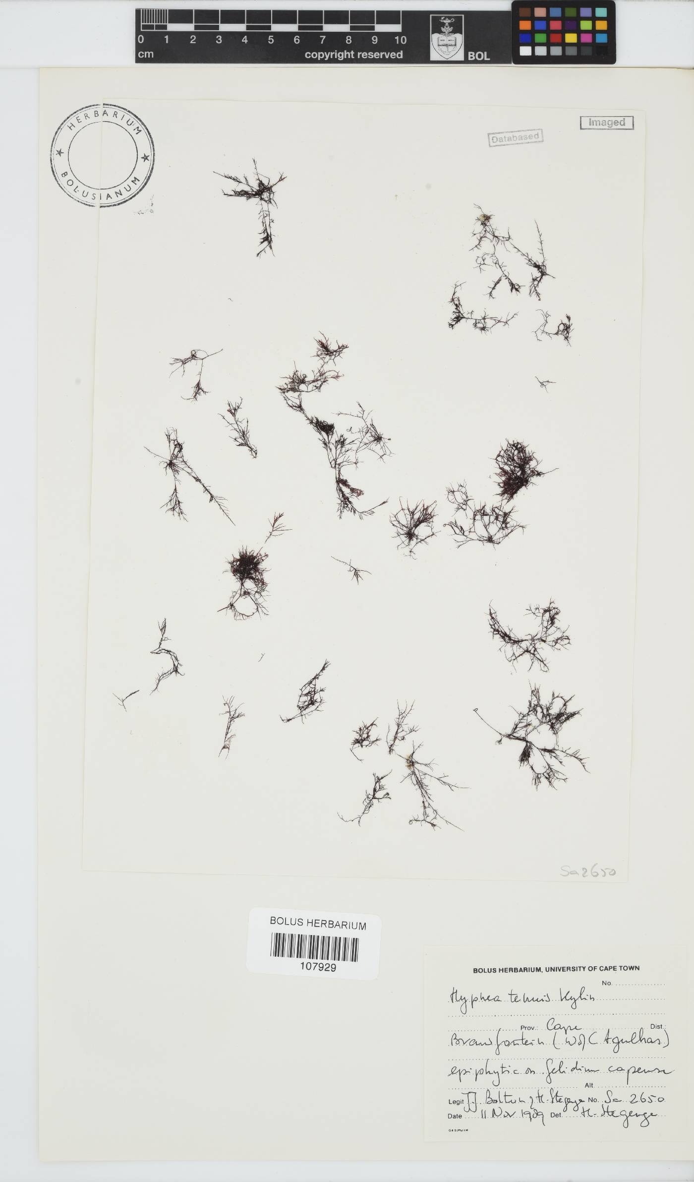 Hypnea tenuis image