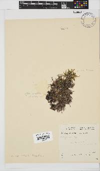 Hypnea viridis image