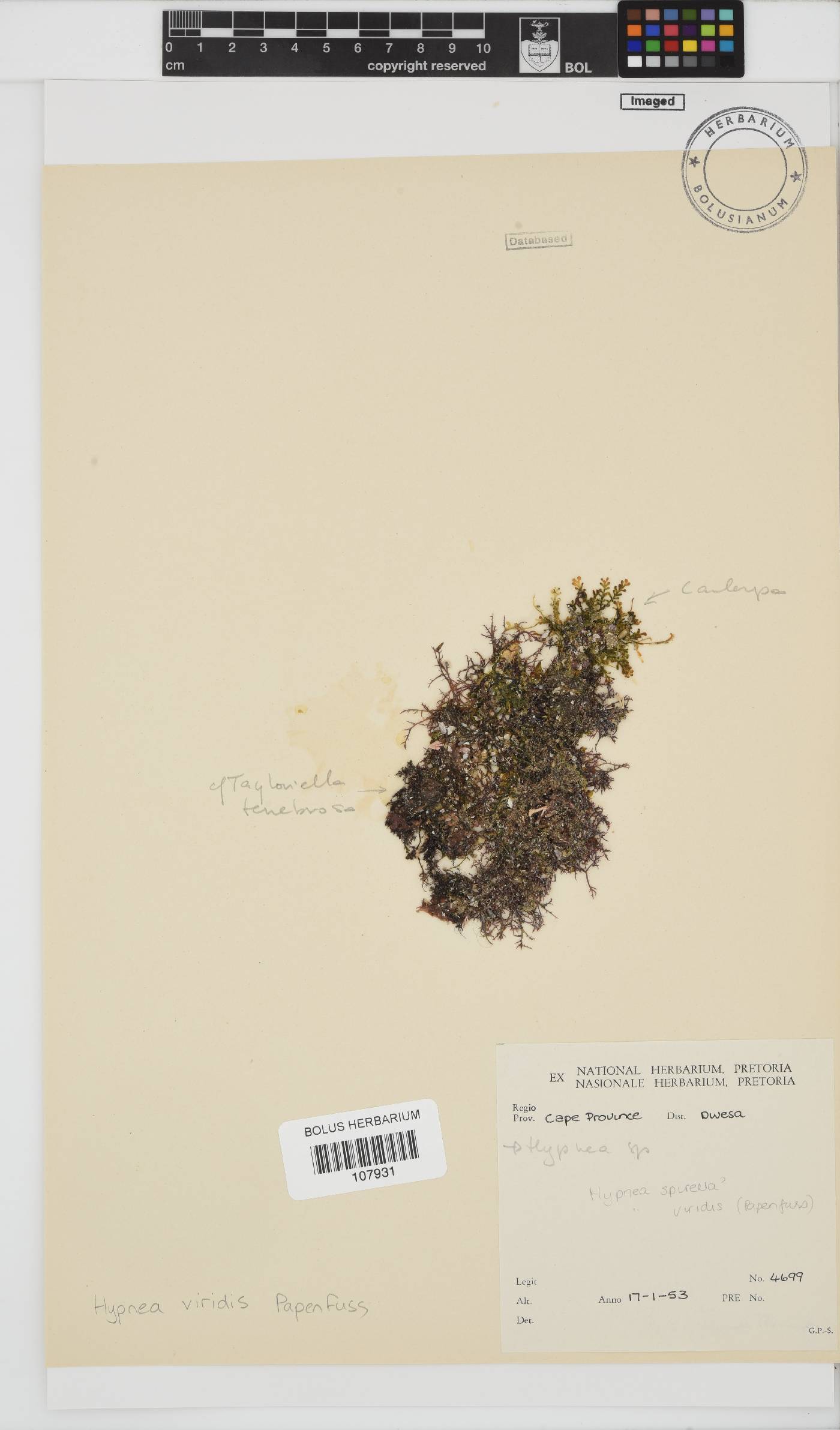 Hypnea viridis image
