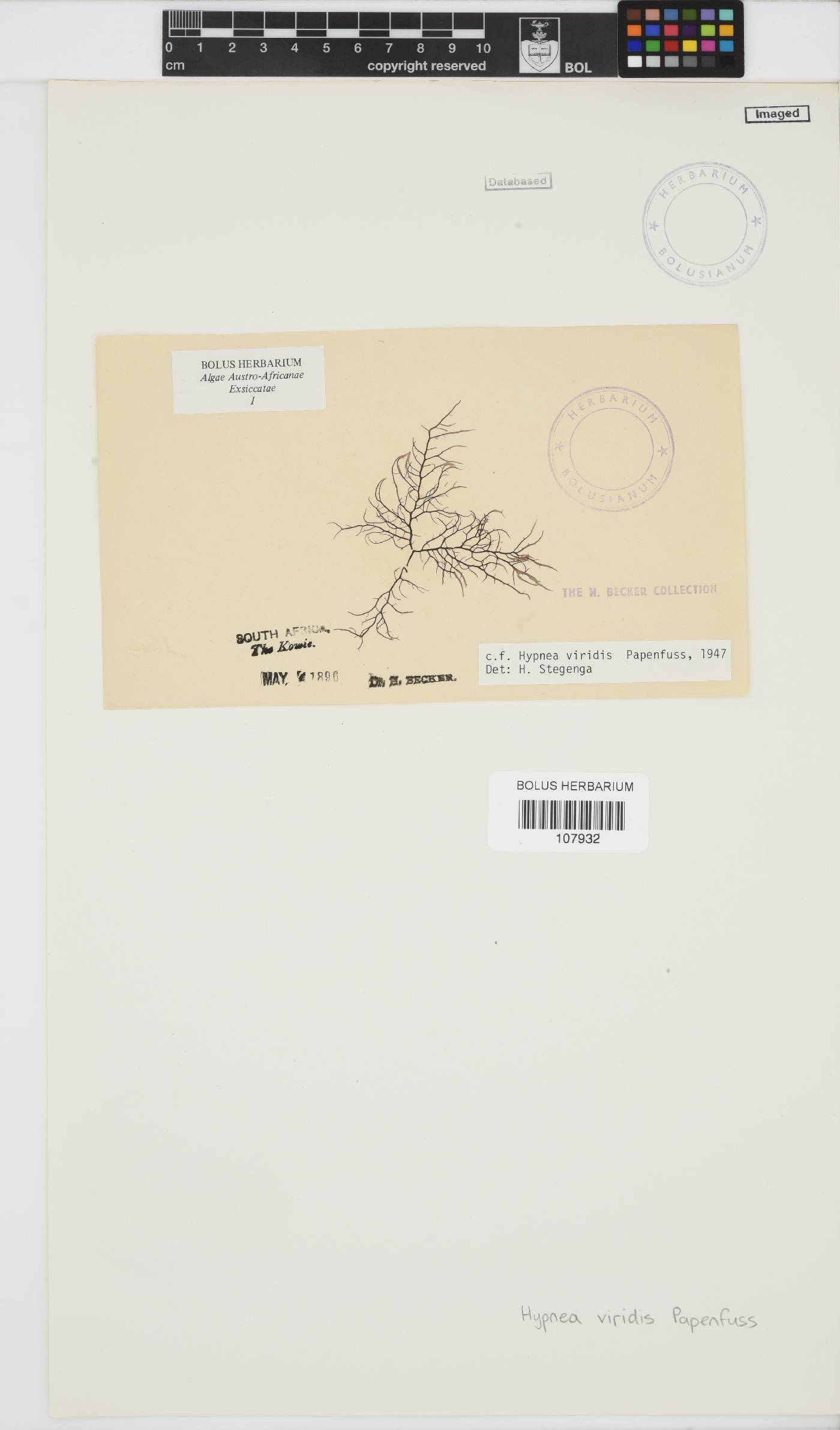 Hypnea viridis image