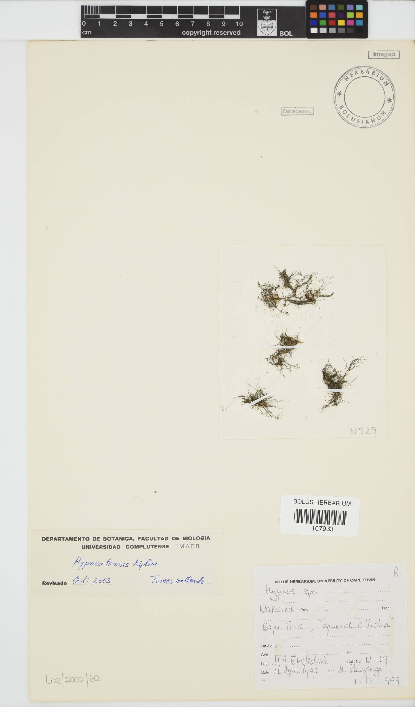 Hypnea tenuis image