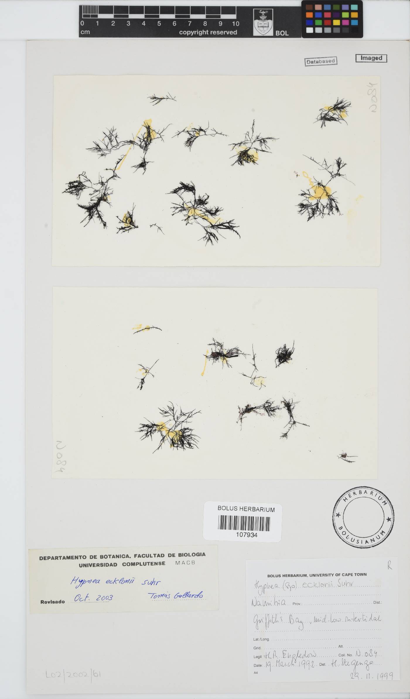 Hypnea ecklonii image