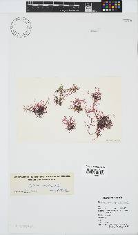 Hypnea ecklonii image