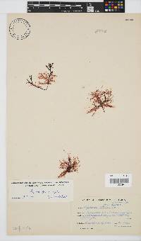 Hypnea tenuis image