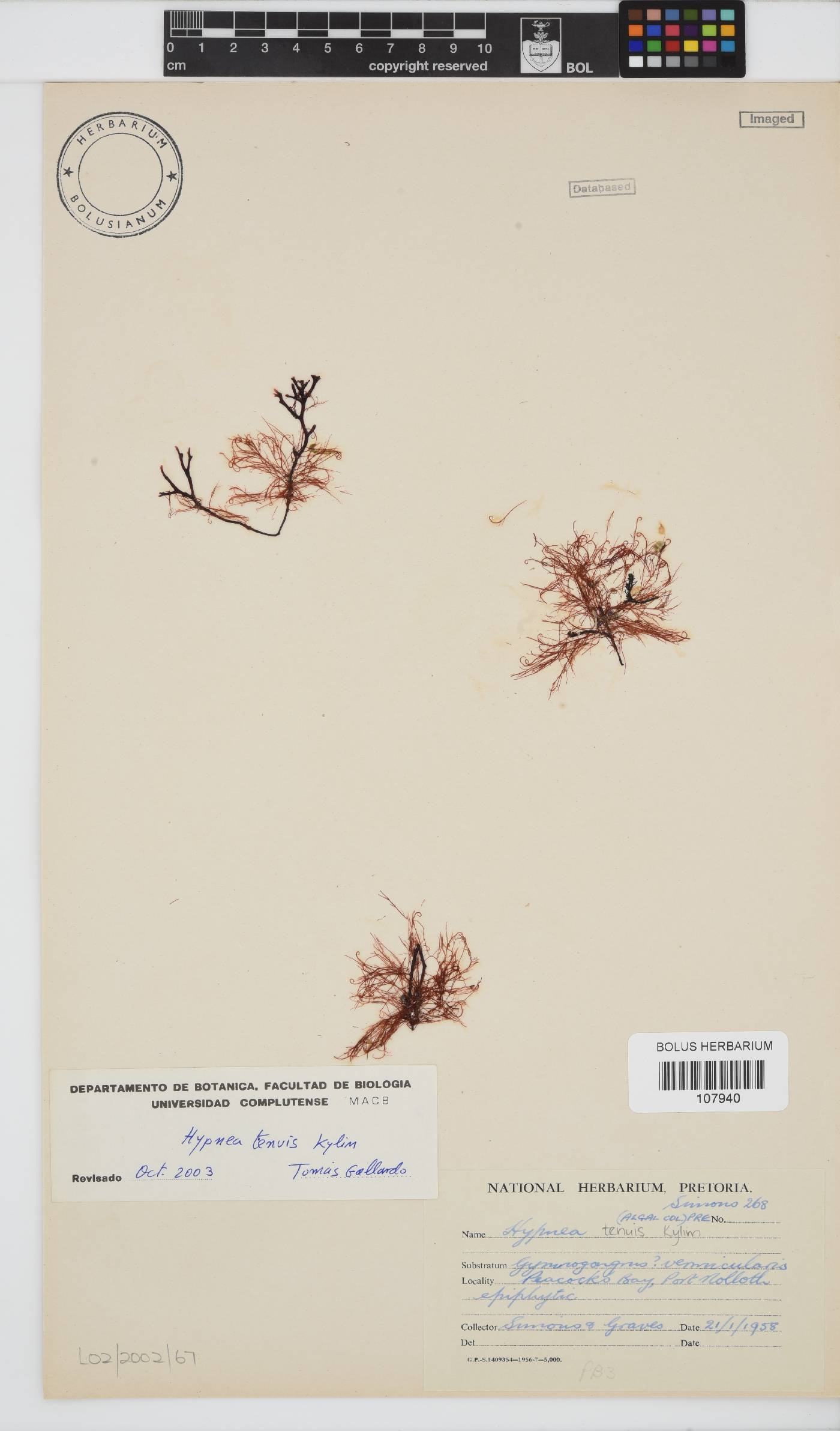 Hypnea tenuis image