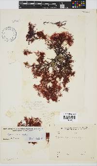 Hypnea tenuis image