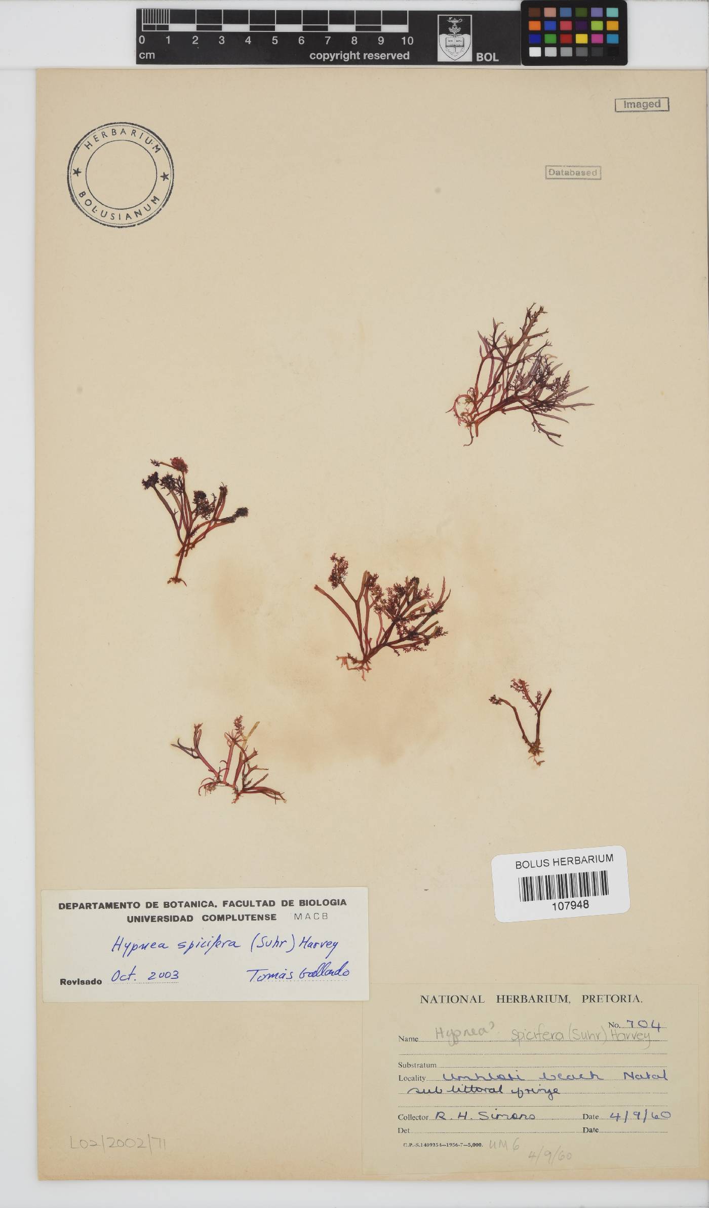 Hypnea spicifera image