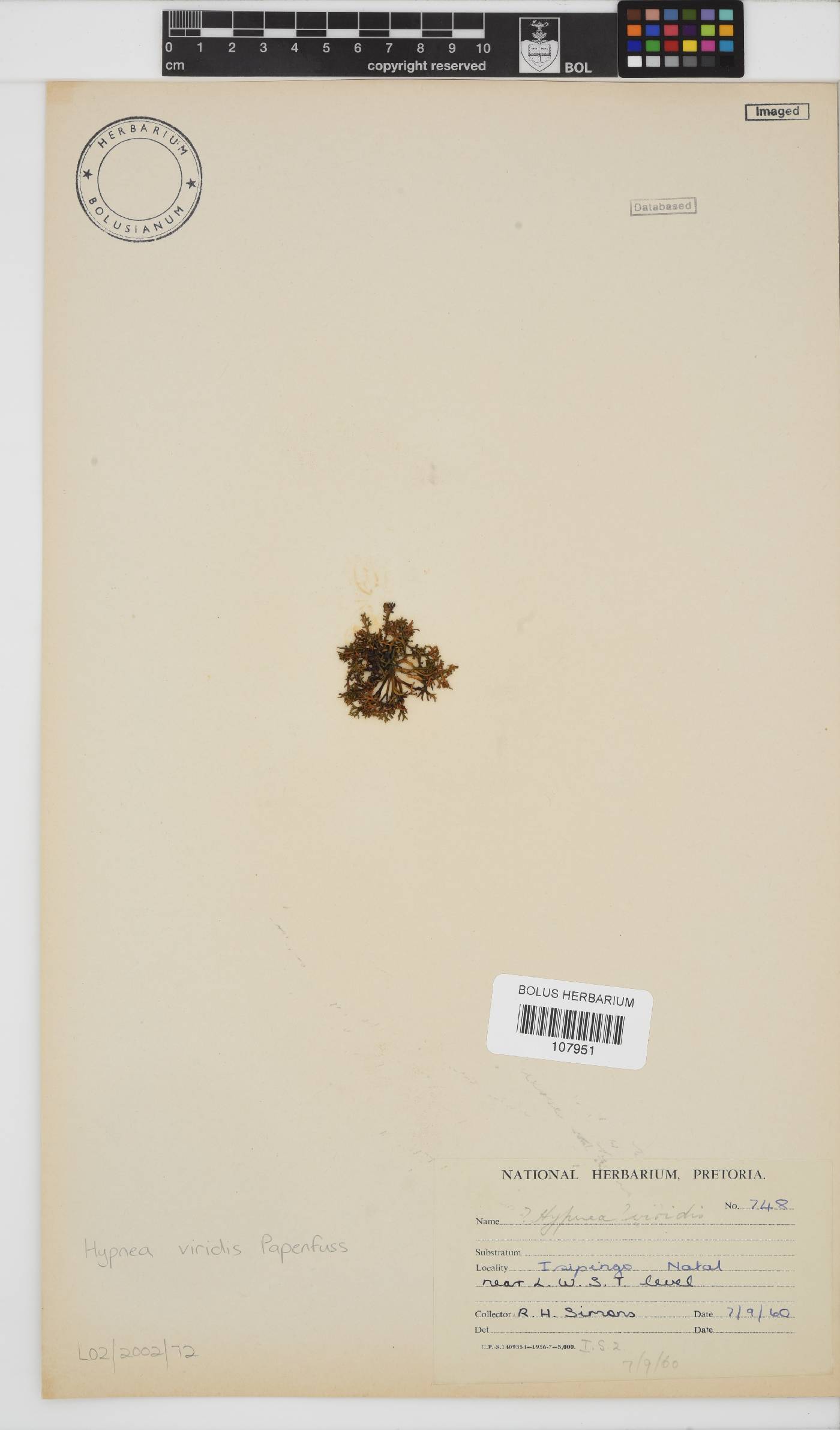 Hypnea viridis image
