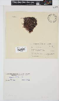 Hypnea ecklonii image