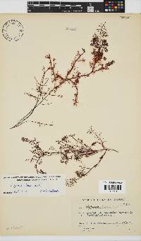 Hypnea tenuis image