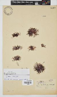Hypnea ecklonii image