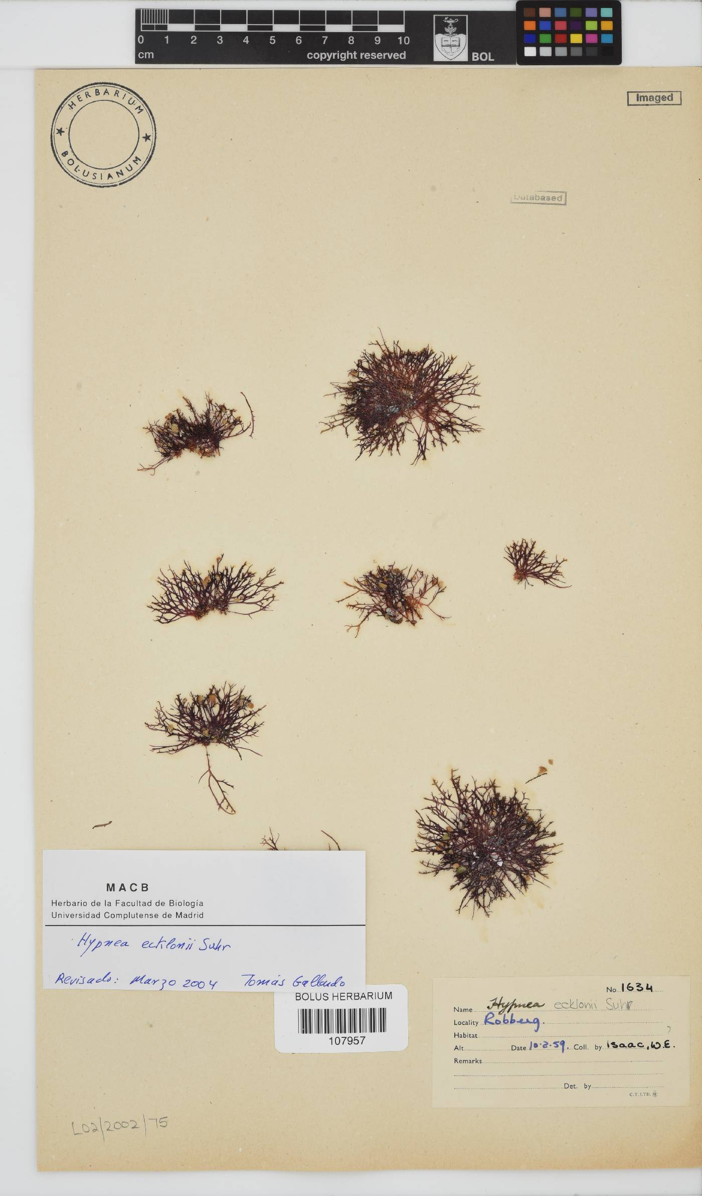 Hypnea ecklonii image