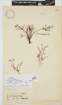 Hypnea spicifera image