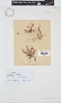 Hypnea rosea image
