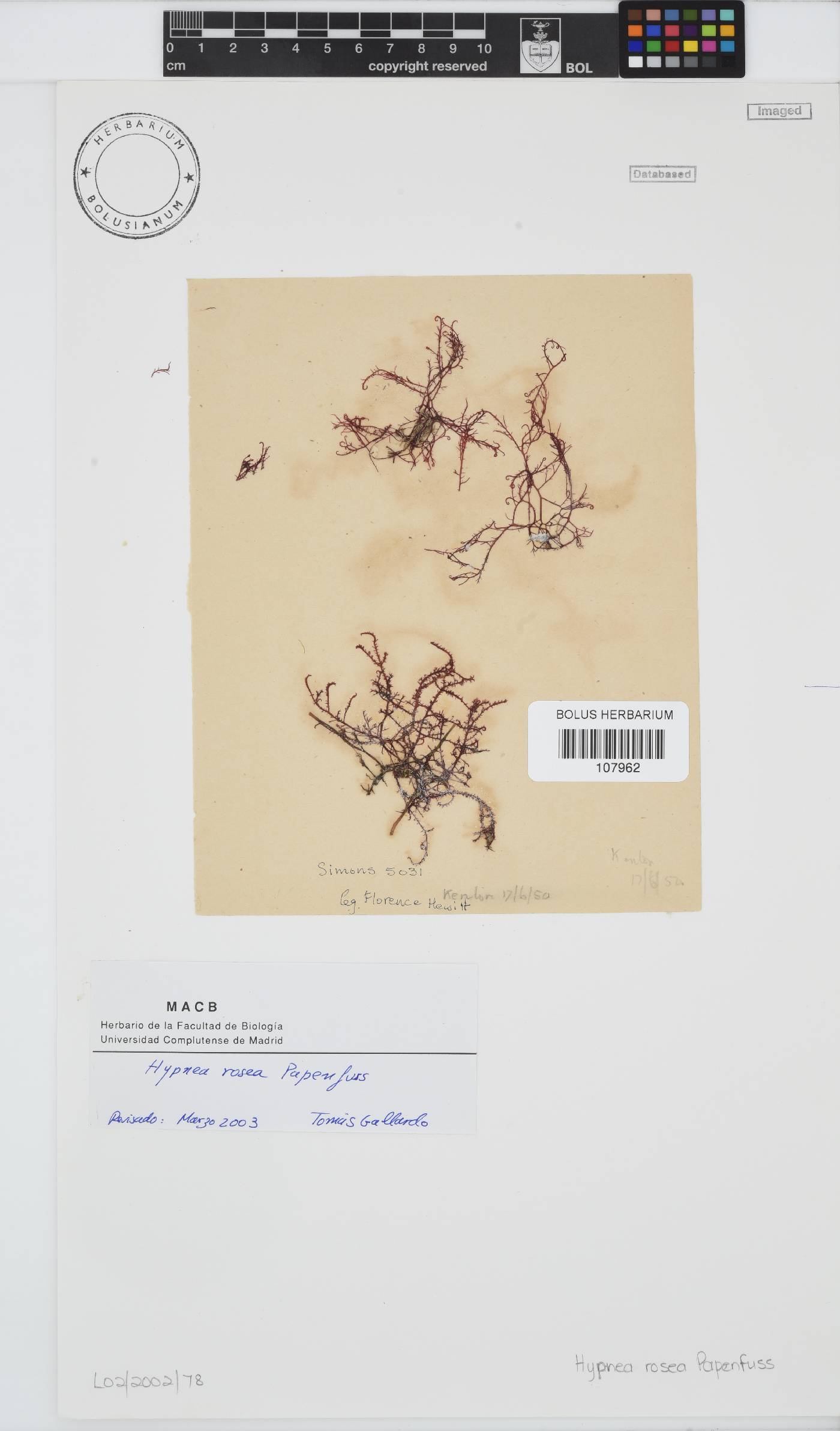 Hypnea rosea image