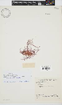 Hypnea rosea image