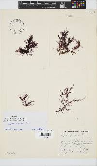Hypnea ecklonii image