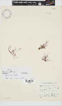 Hypnea tenuis image