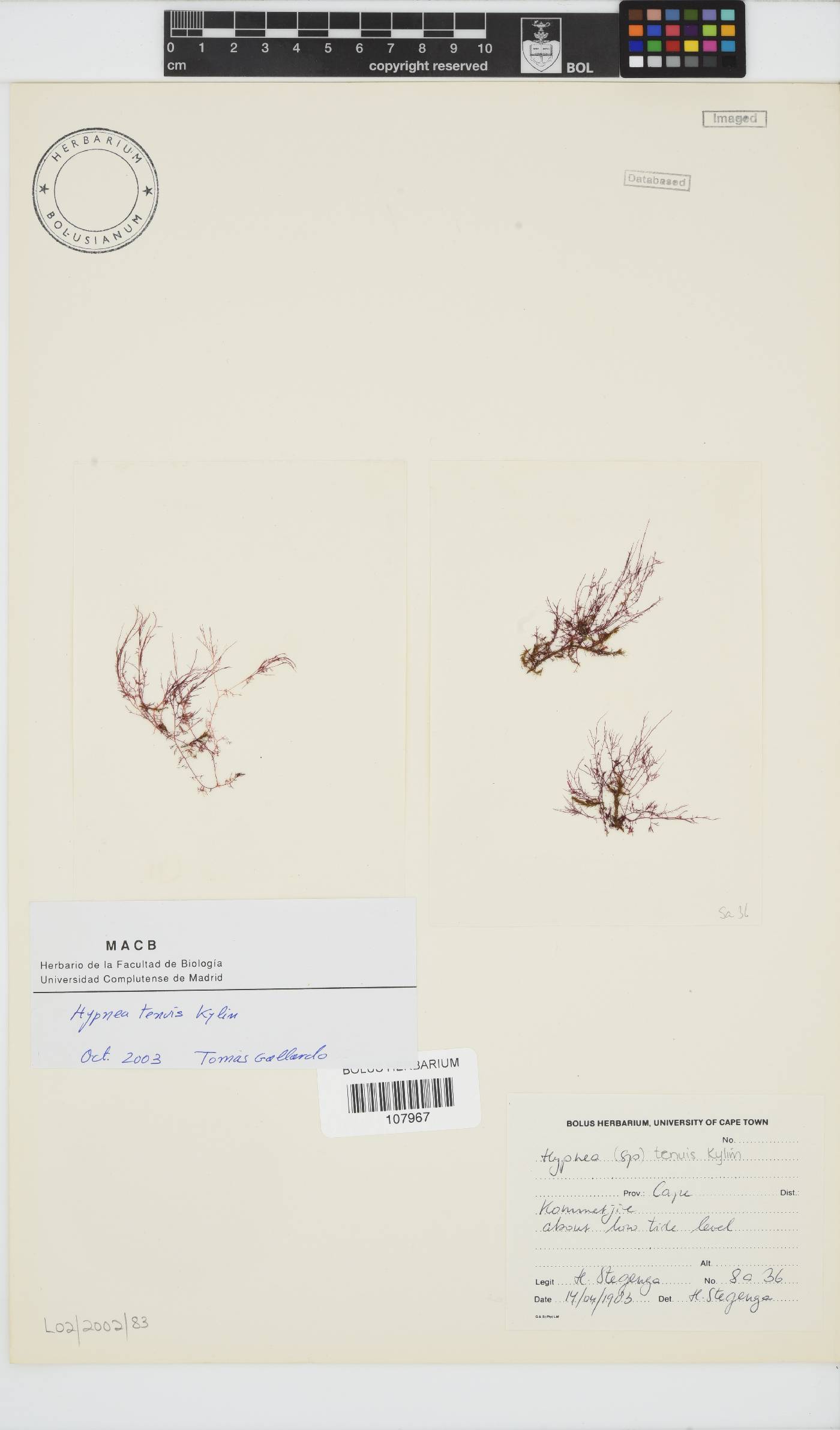 Hypnea tenuis image