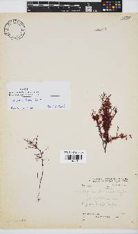Hypnea tenuis image