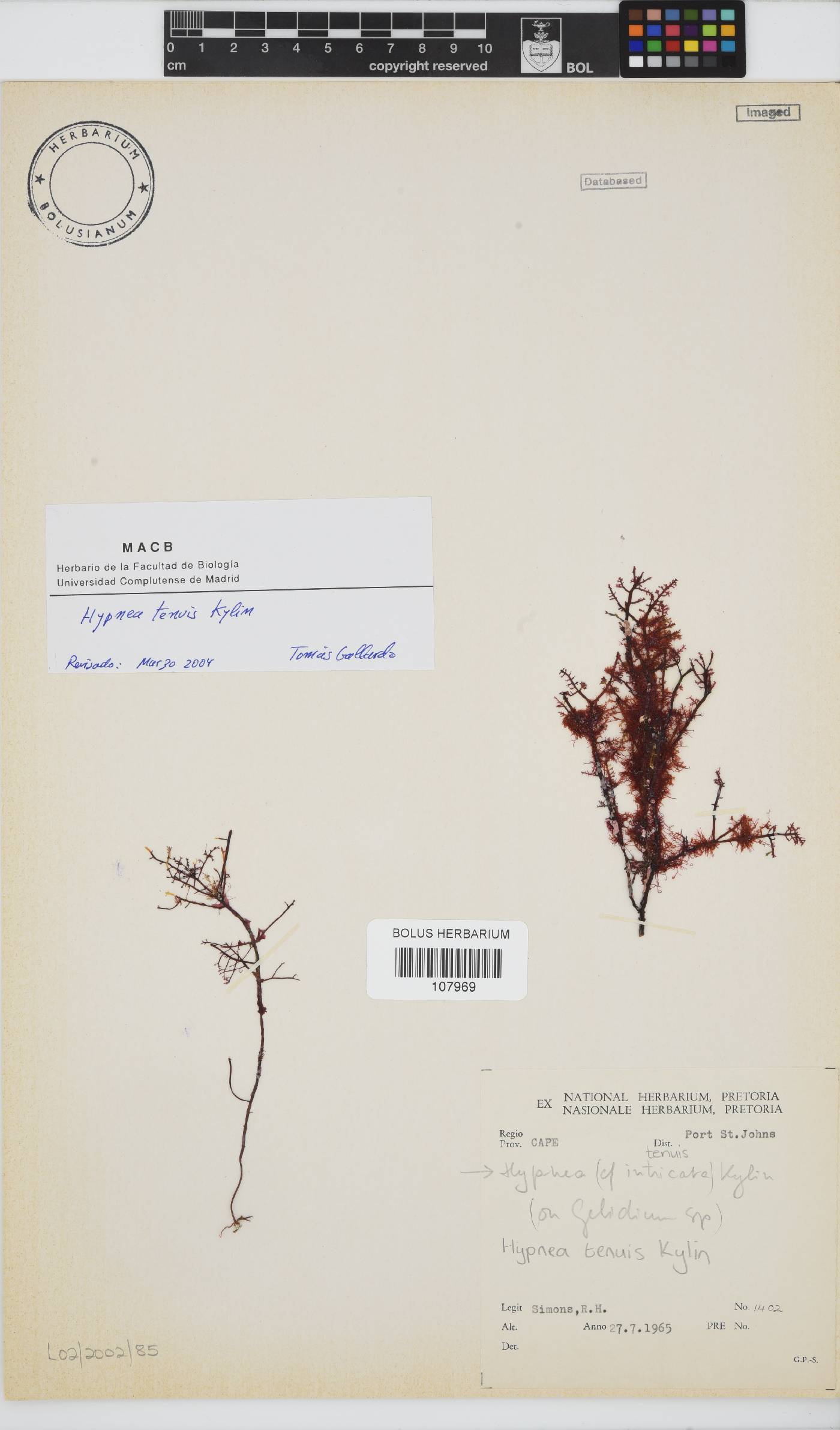 Hypnea tenuis image