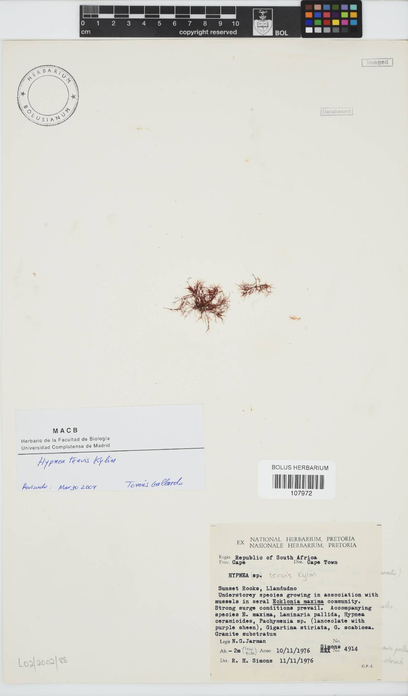 Hypnea tenuis image