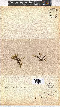 Dictyota naevosa image