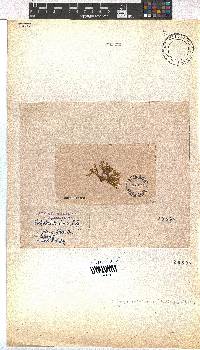 Dictyota dichotoma image