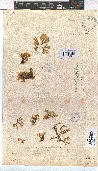 Dictyota crenulata image