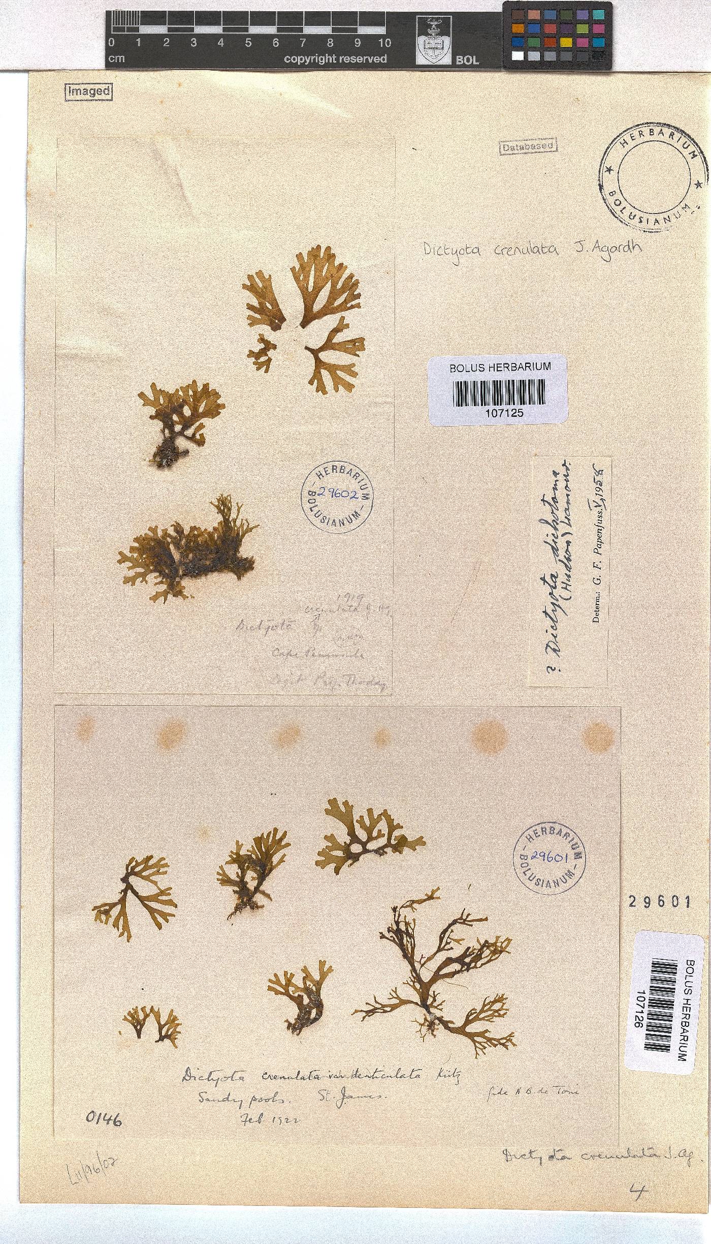 Dictyota crenulata image