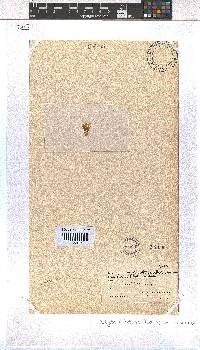 Dictyota dichotoma image