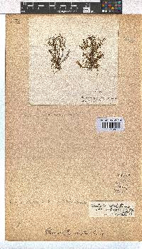 Dictyota dichotoma image