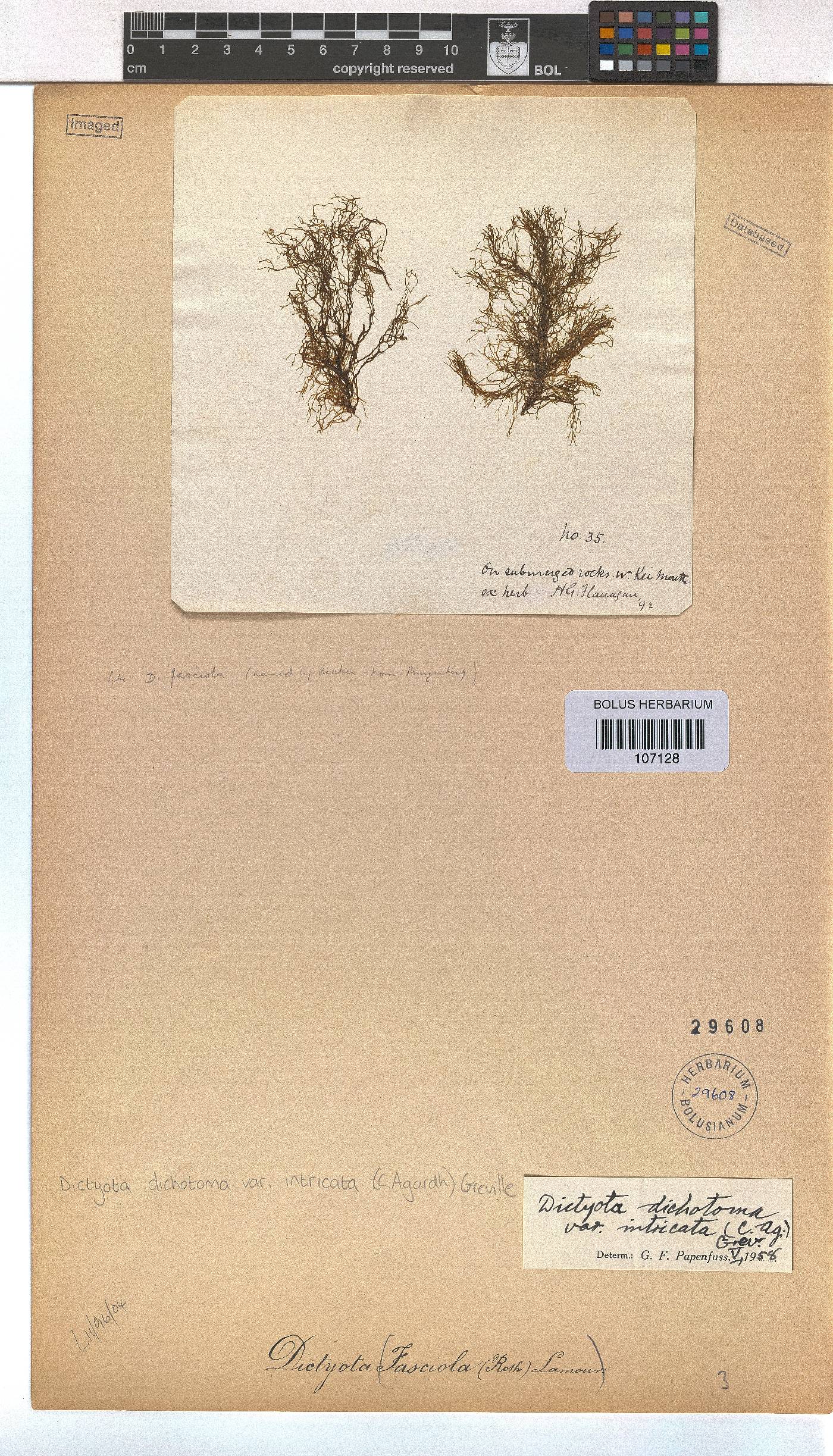 Dictyota dichotoma var. intricata image