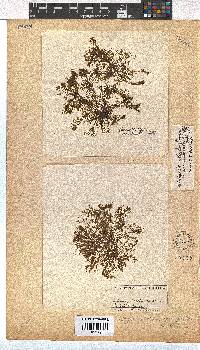 Dictyota dichotoma image