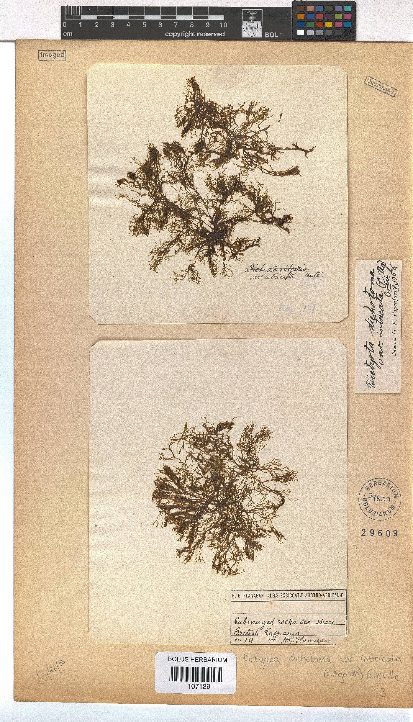 Dictyota dichotoma image