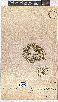 Dictyota dichotoma image