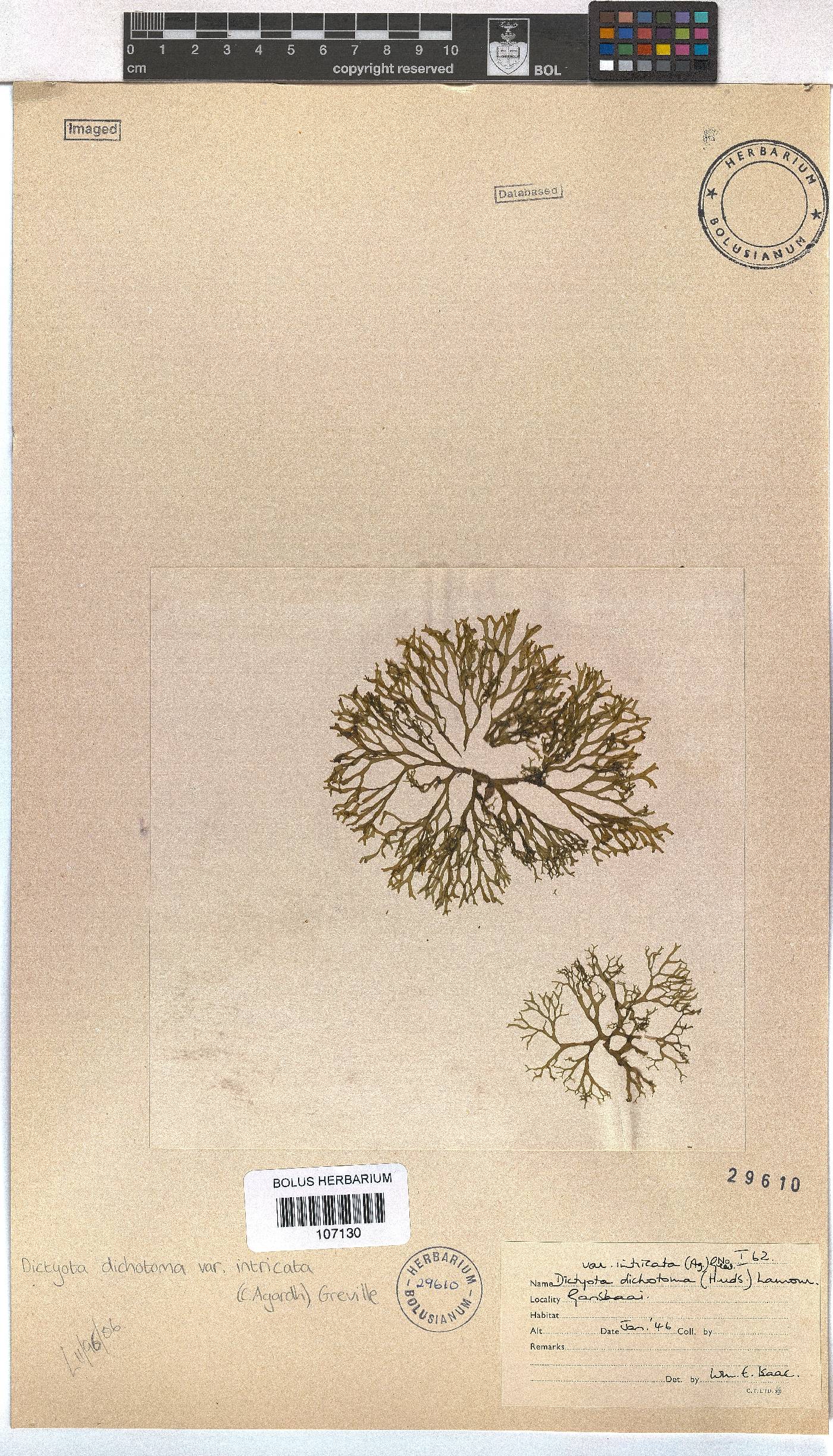 Dictyota dichotoma var. intricata image