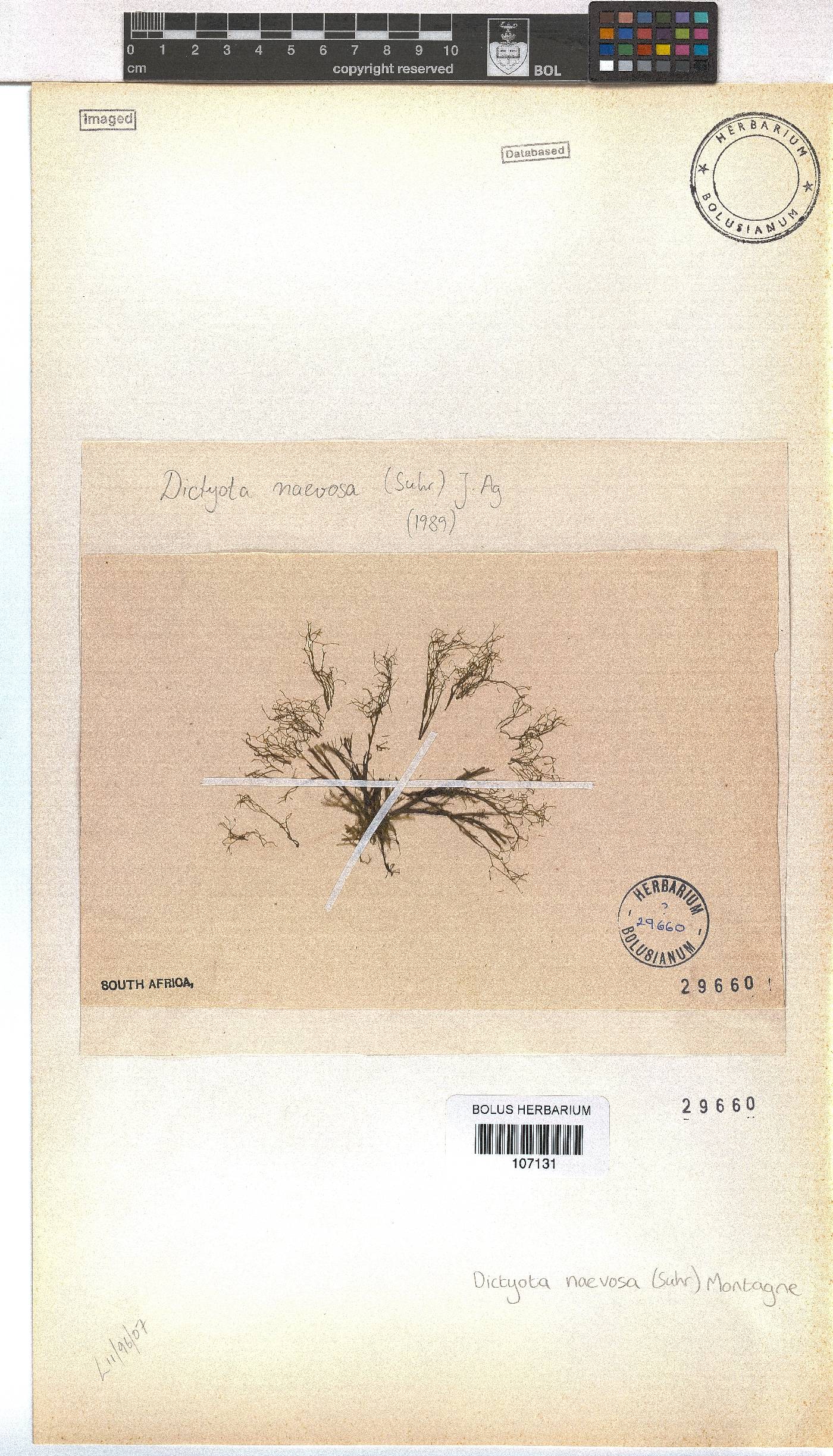 Dictyota image