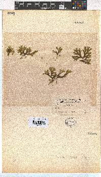 Dictyota liturata image
