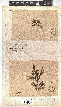 Dictyota liturata image
