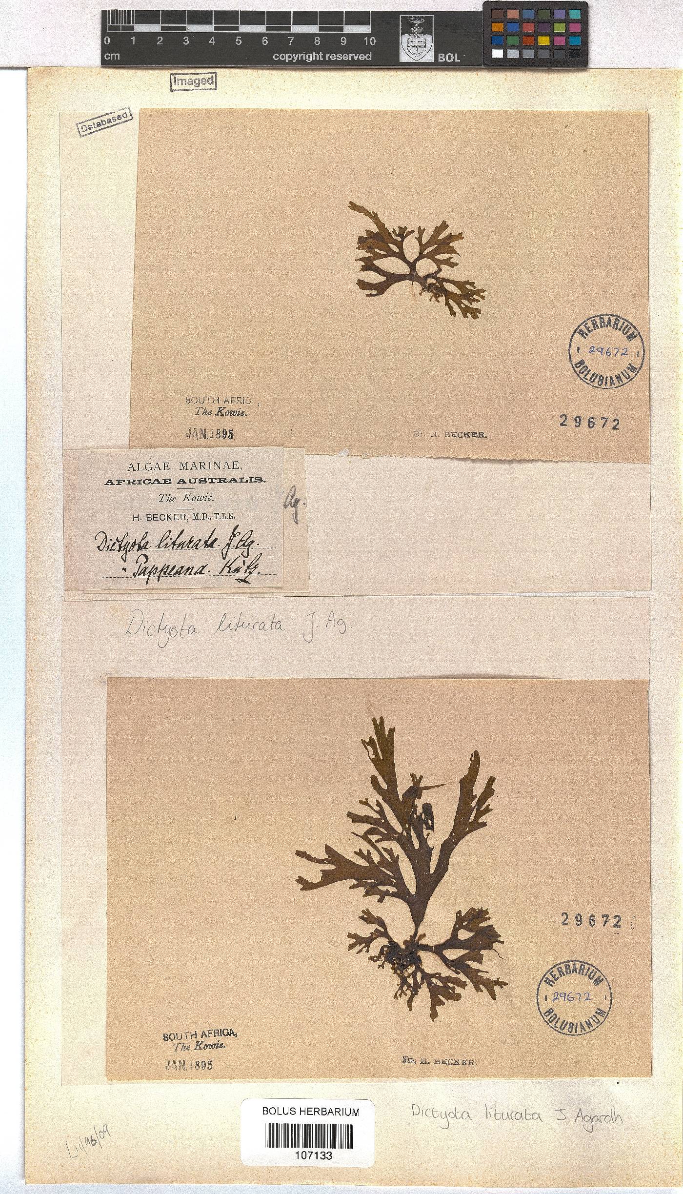 Dictyota image