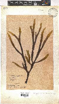 Dictyota naevosa image