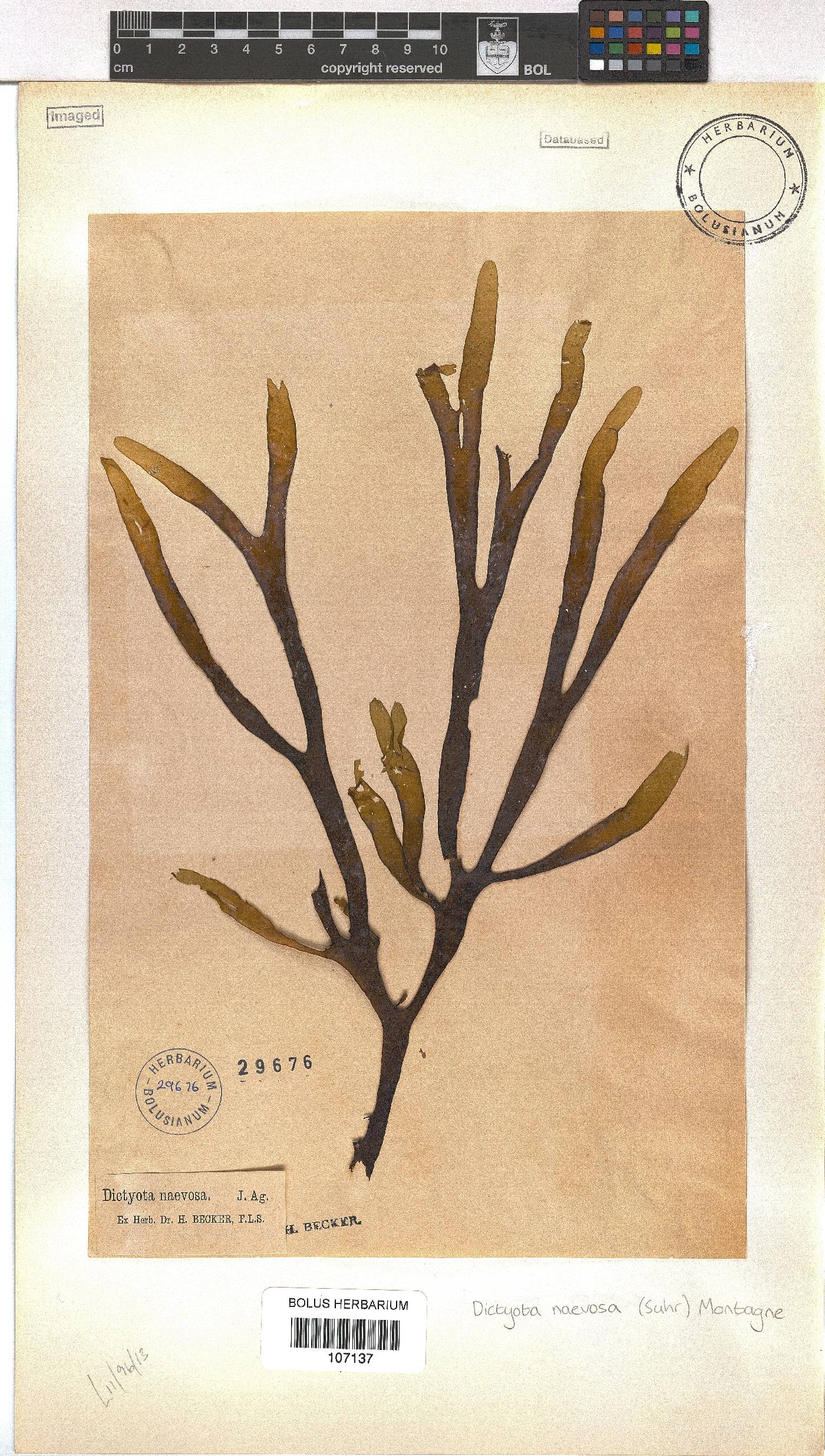 Dictyota image