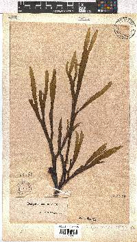 Dictyota naevosa image