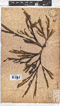 Dictyota naevosa image