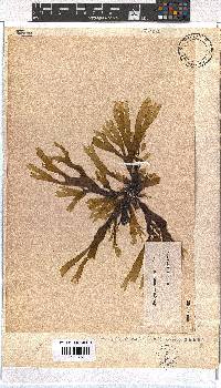Dictyota naevosa image
