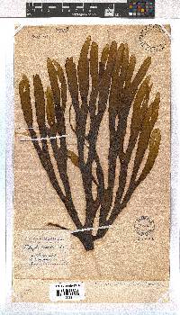 Dictyota naevosa image