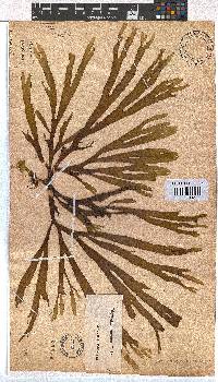 Dictyota naevosa image